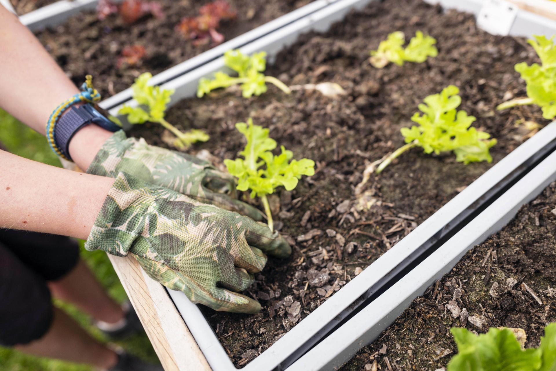 Het Singelpark in Leiden 
